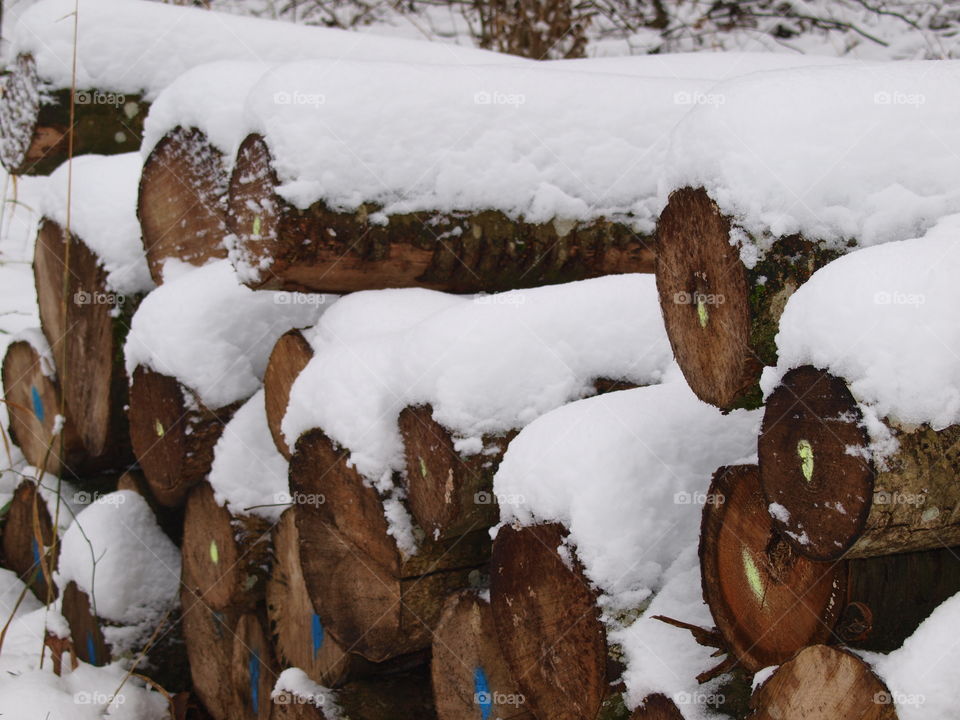 wood in winter with snow