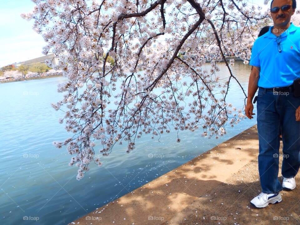 Cherry Blossoms