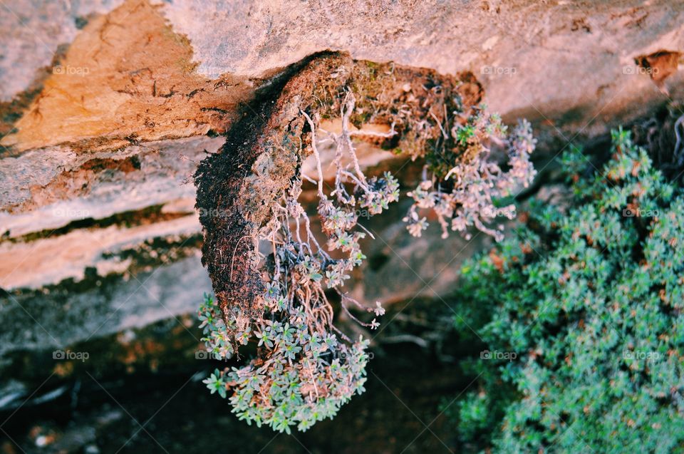 Upside down Grow. Needles, Utah