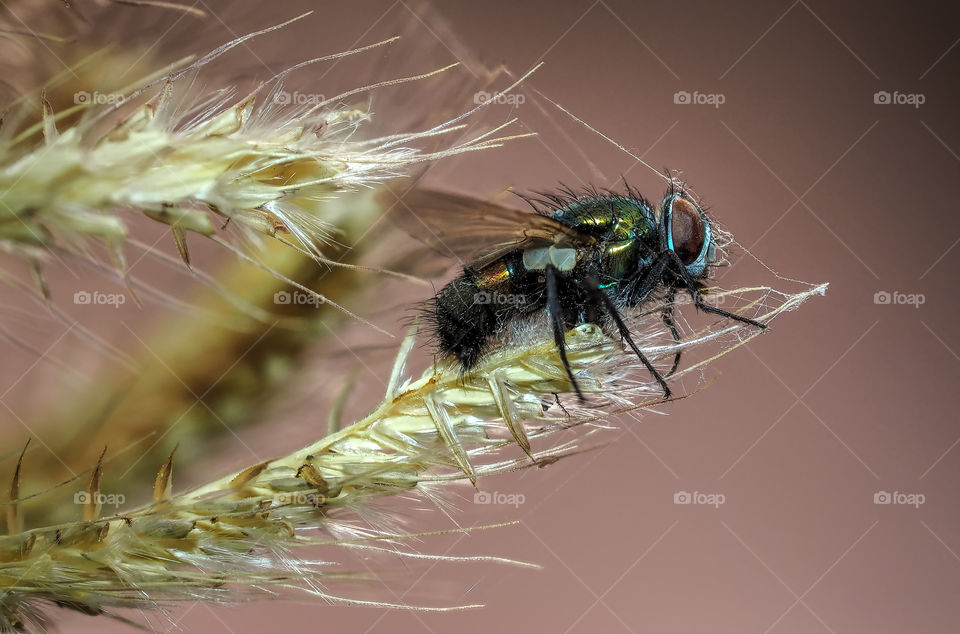 Macro shot of housefly