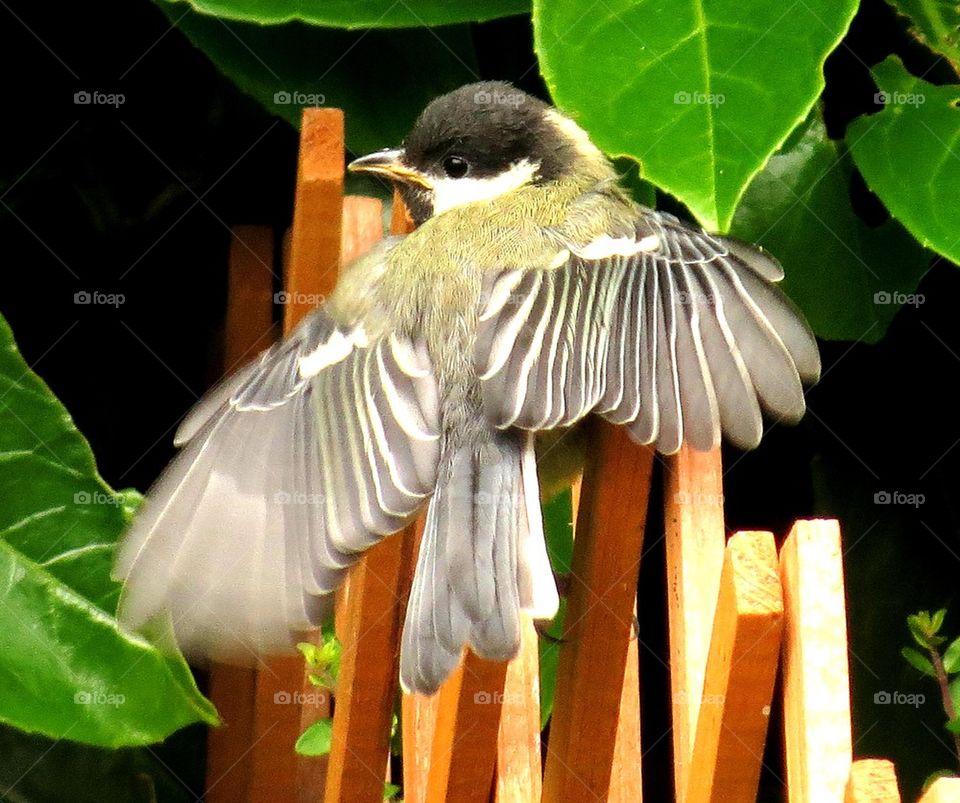 black tit