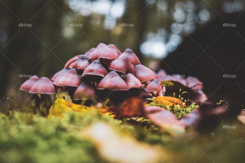 Mushrooms