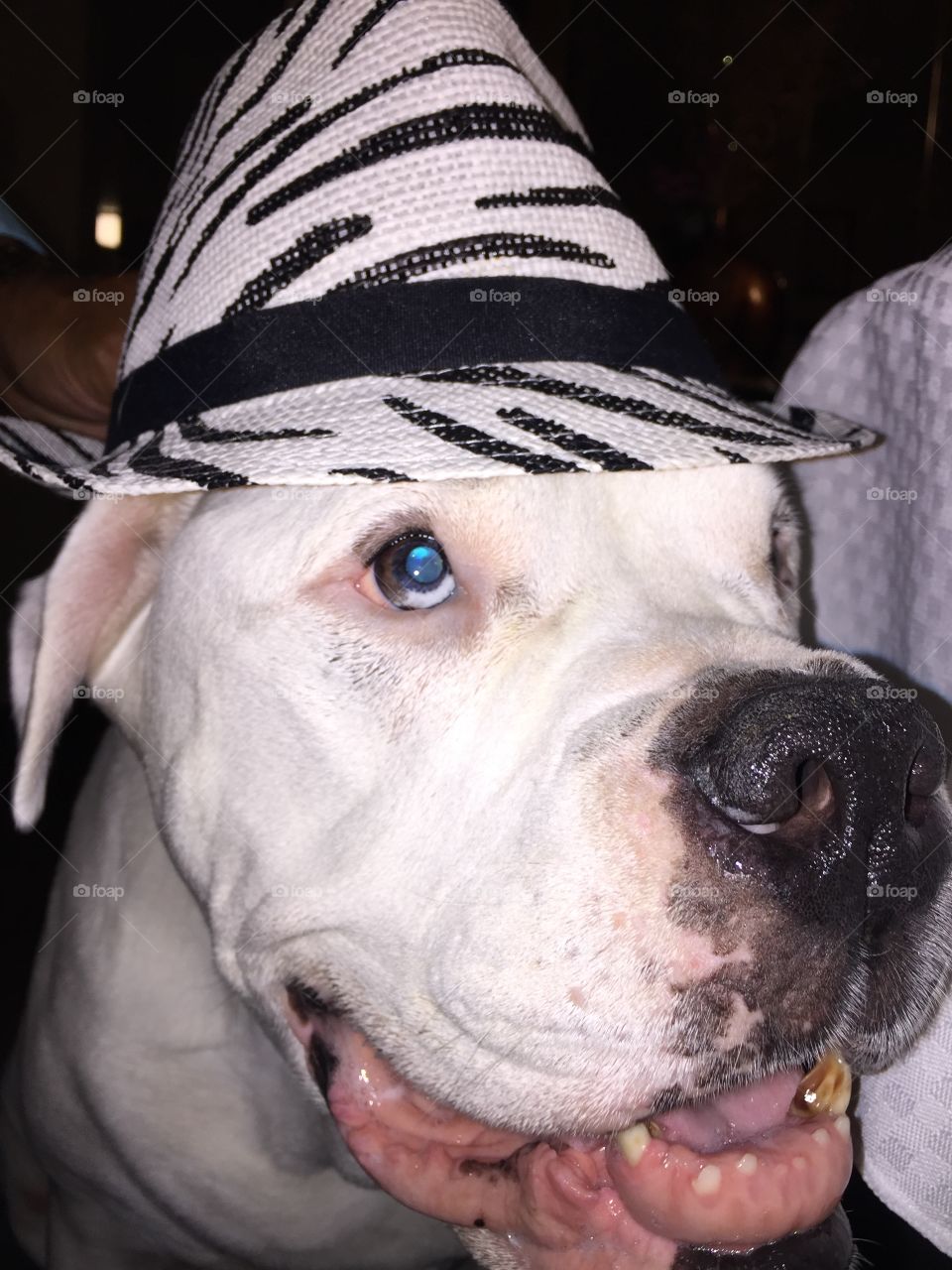 An American bulldog with a hat