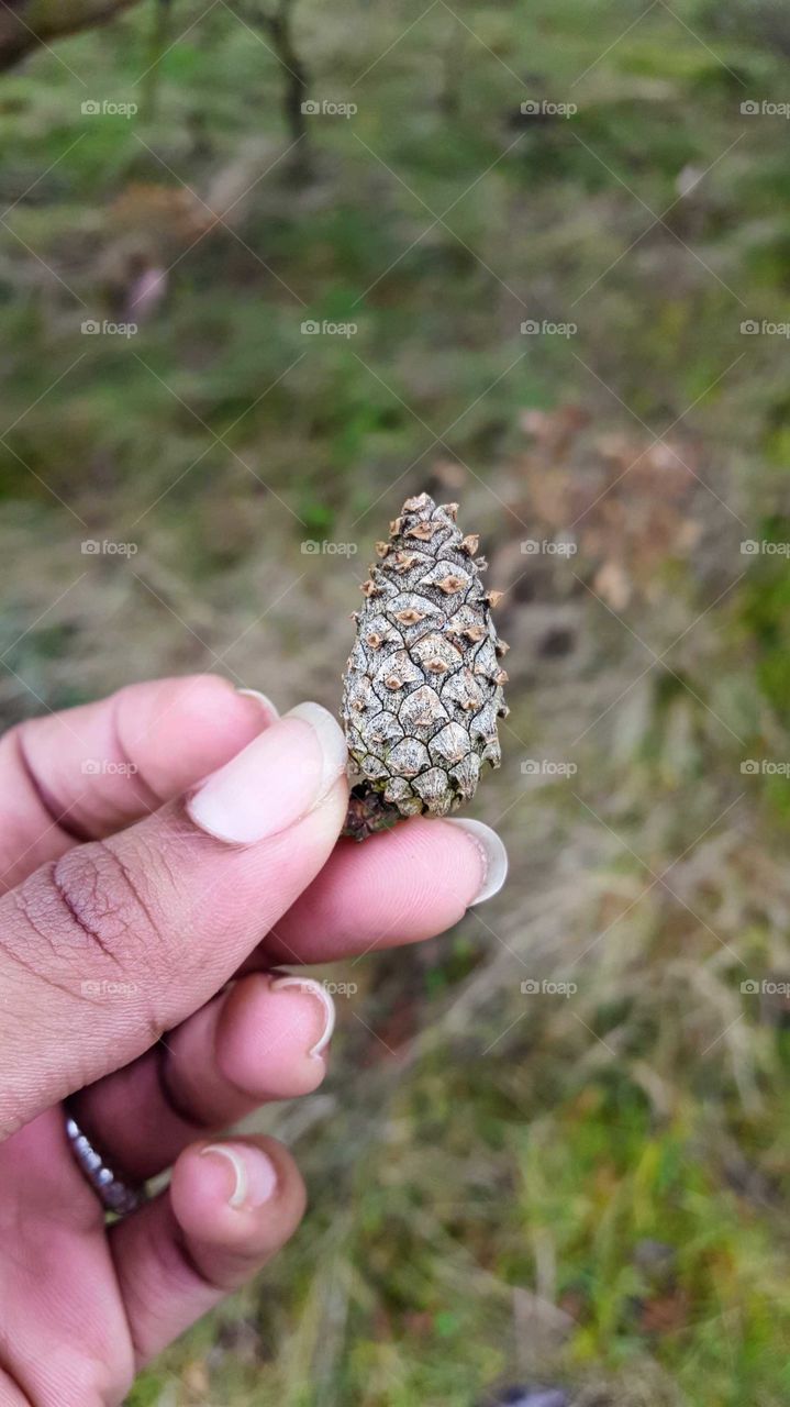 pine cone in hand