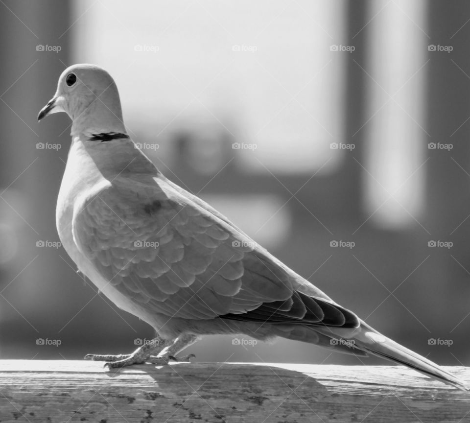 Close-up of dove