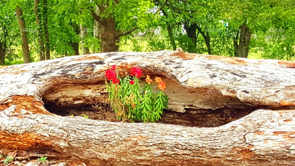 bloom where you are planted