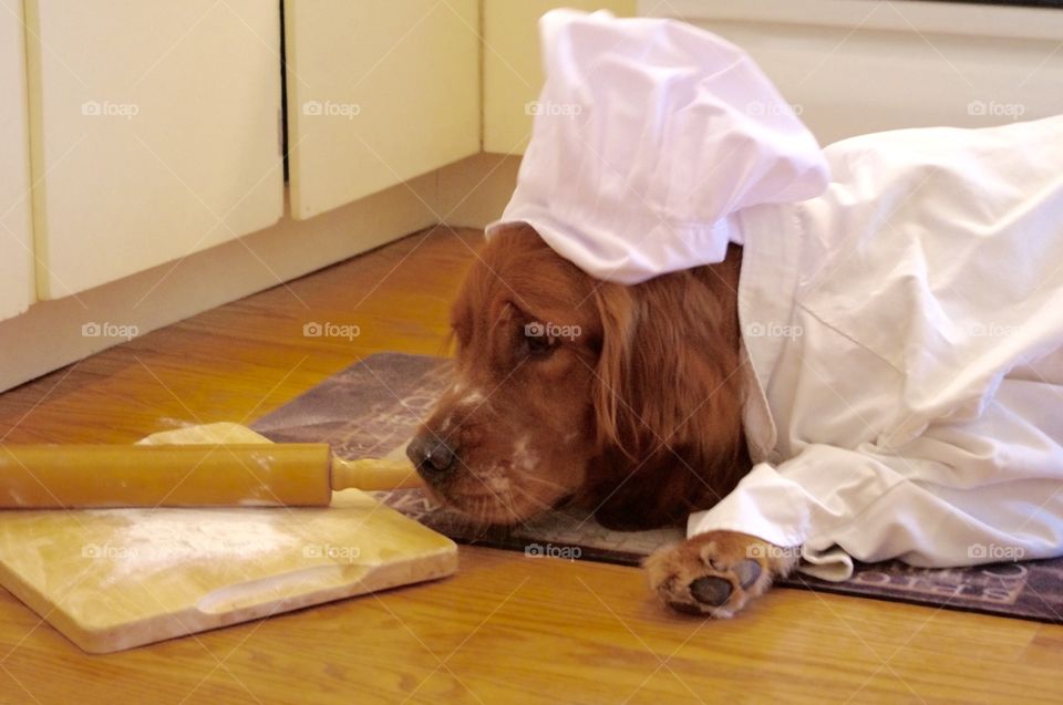 Dog wearing chef clothing