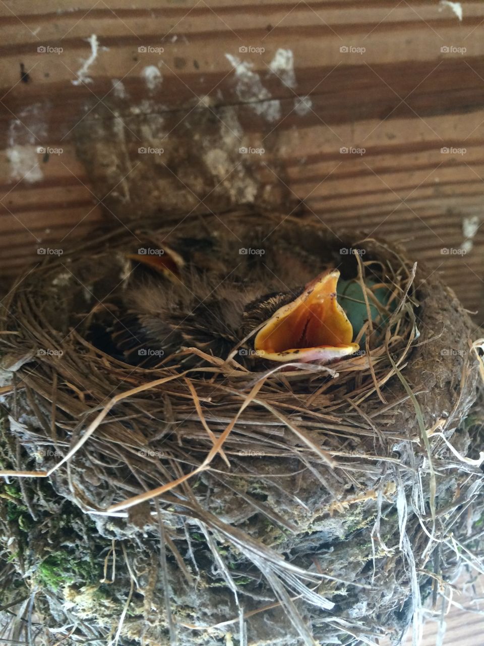 Robin eggs