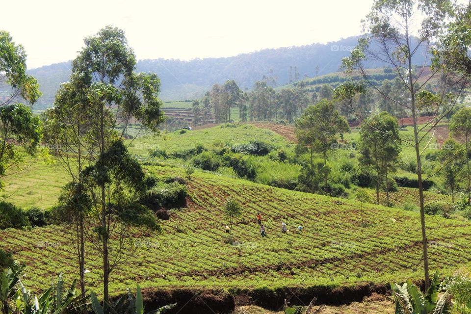 tea picker in tea plantation