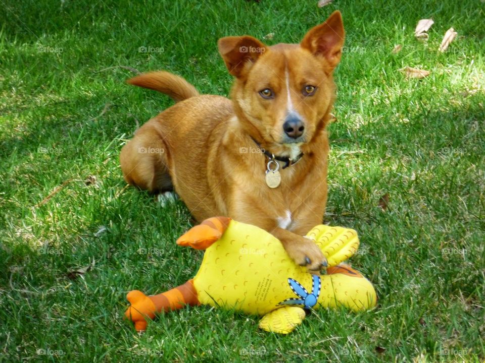 Dog with toy