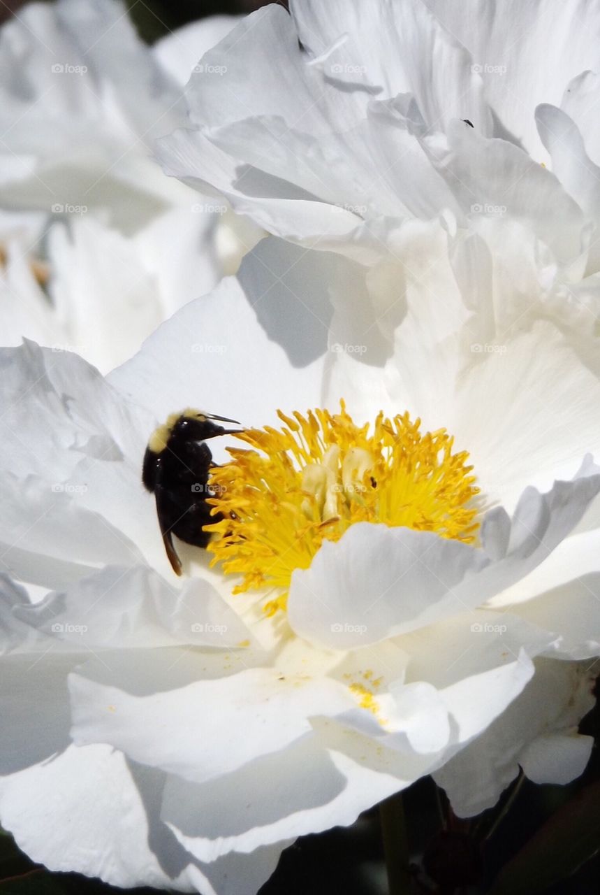 Bee on white flower