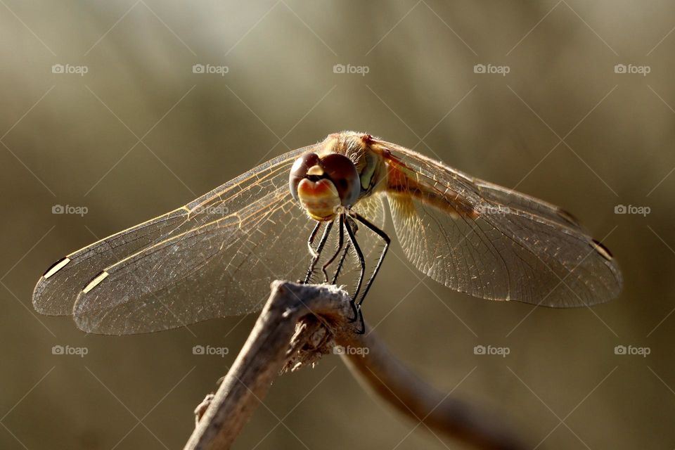 Dragonfly 