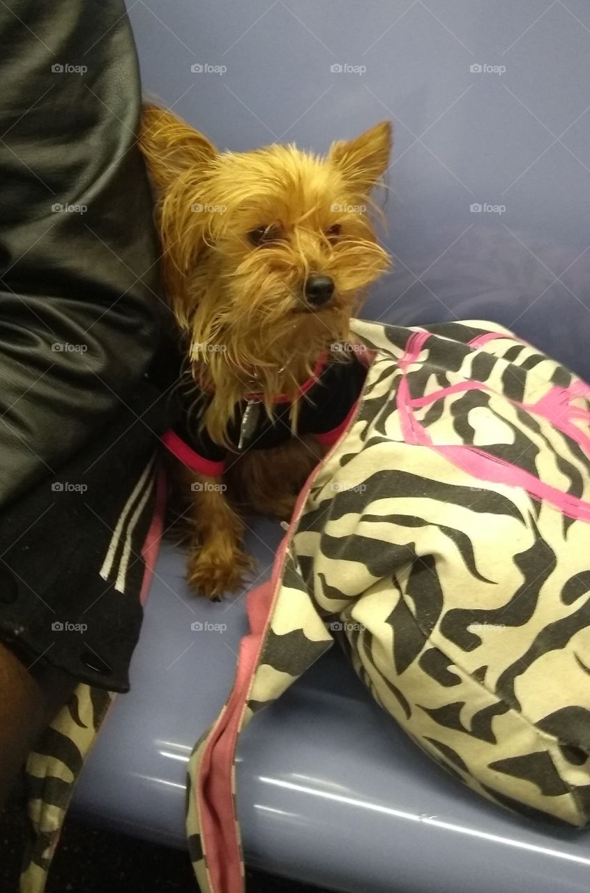 Cutie Pie Dog on Bus