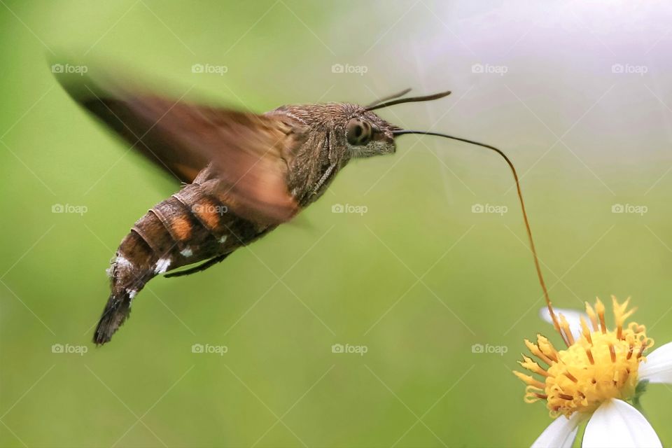 hummingbird moth in motions