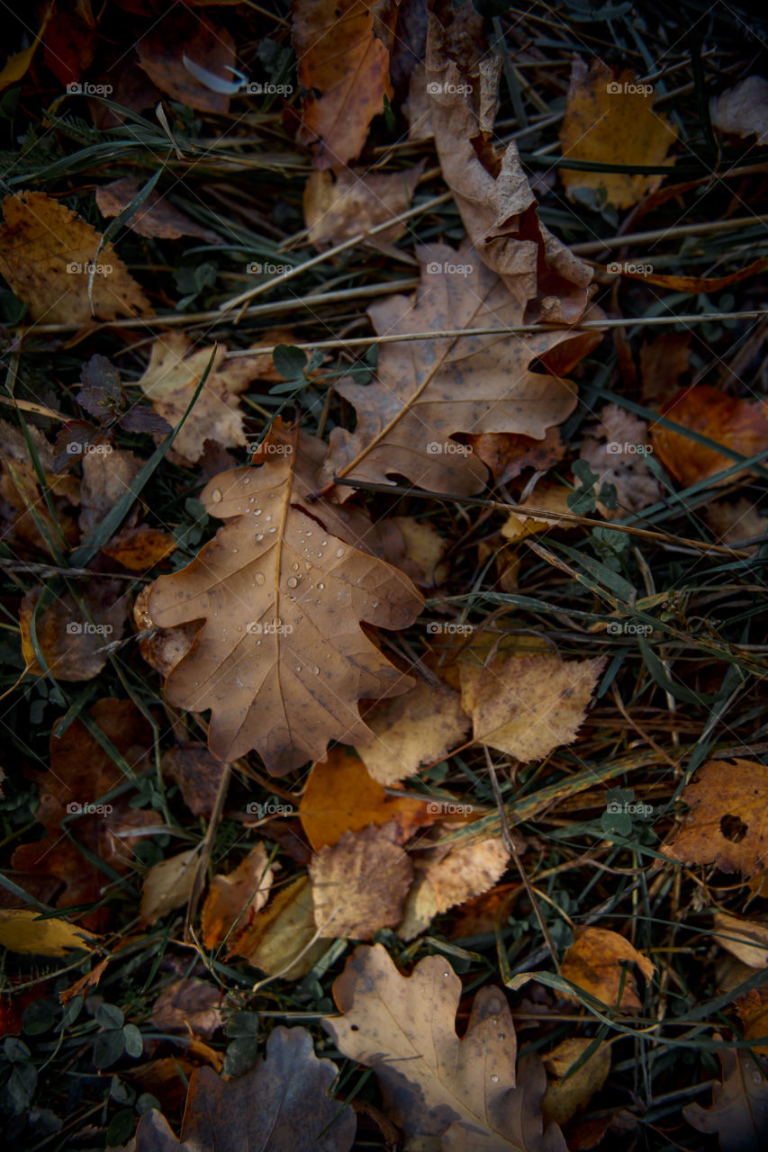 Autumn leaves cover background 