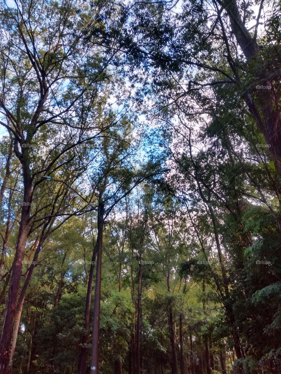 nature: welcome foap