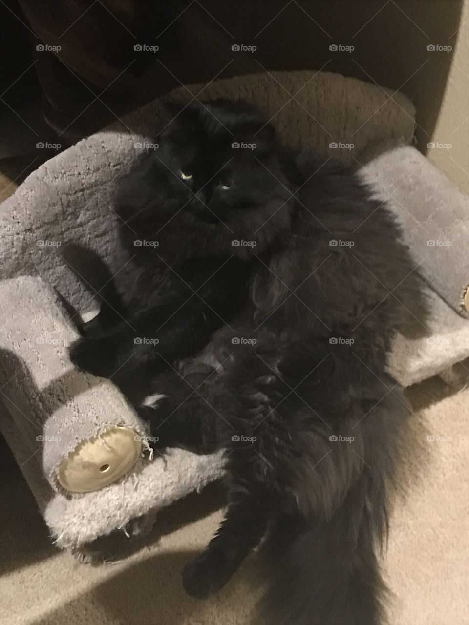 Black cat chills on his couch 