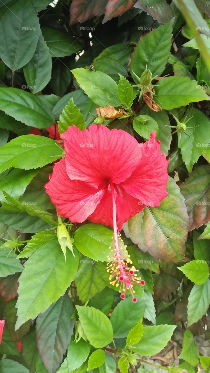flower