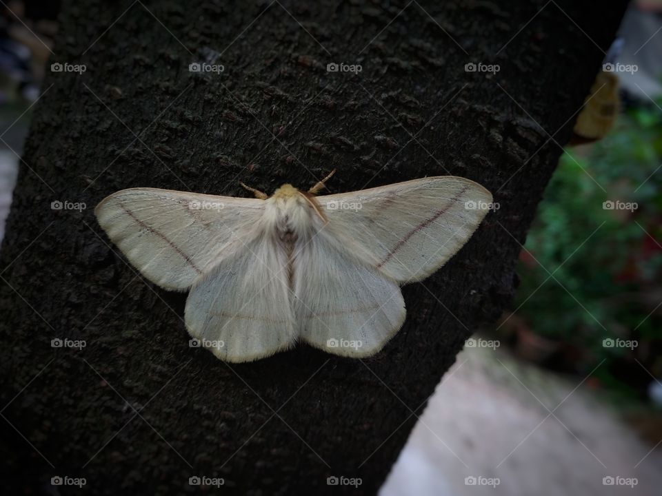 white moth