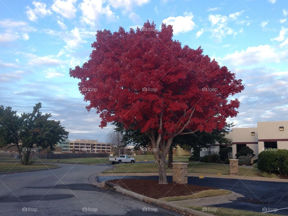 Red maple tree 