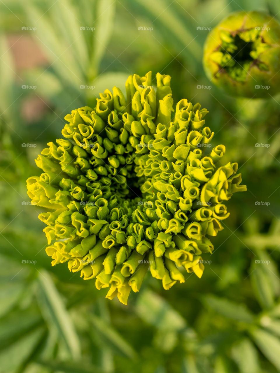 Green Marigold