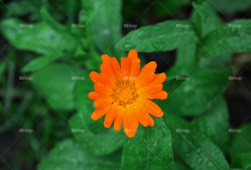 Closeup of orange flower on the garden.Macro photography