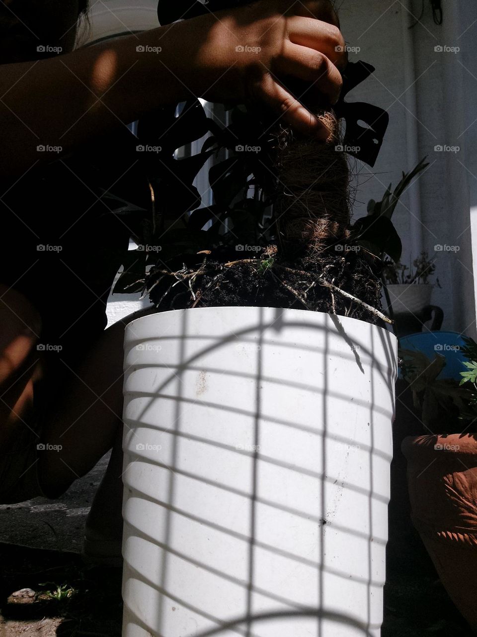 Planting behind the Shadow.