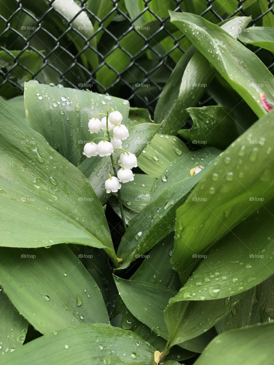 lily of the valley