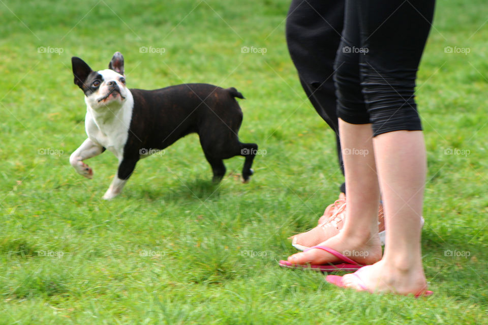 The puppy waits eagerly for the girls to throw the ball way down the field so she can sprint to catch it before it hits the ground. She will then bring it back happy to repeat and repeat!