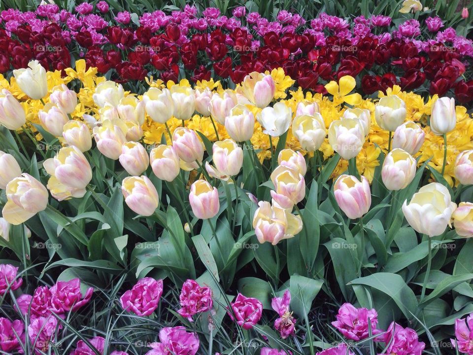 The tulip/ flower gardens in Keukenhof , the Netherlands (holland)