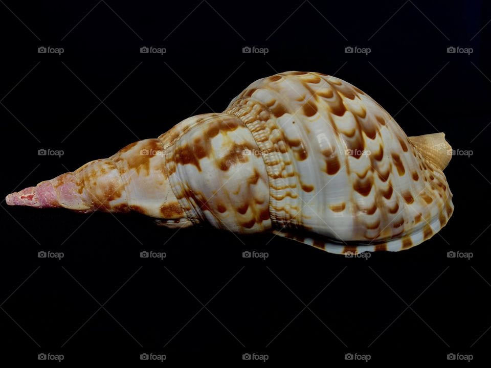 
The formation of shells can create patterns. As the animal grows inside the shell, its home must get bigger, and so they grow their shells layer upon layer, creating 'growth-bands or growth increments, within the shell.