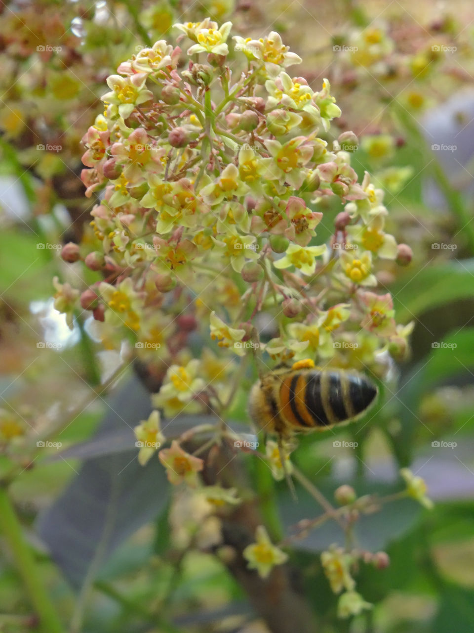One bee suspended on plant with tiny yellow flowers. Pollination scene. back angle view