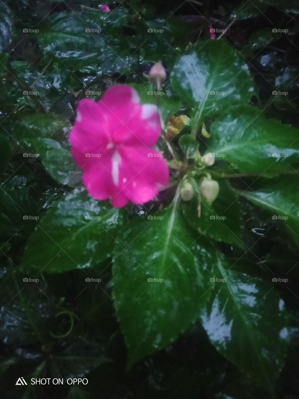 beautiful flower in tree plant naturel picture