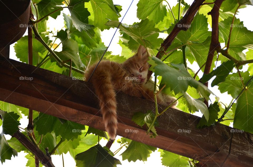 Cat sleeping in tree