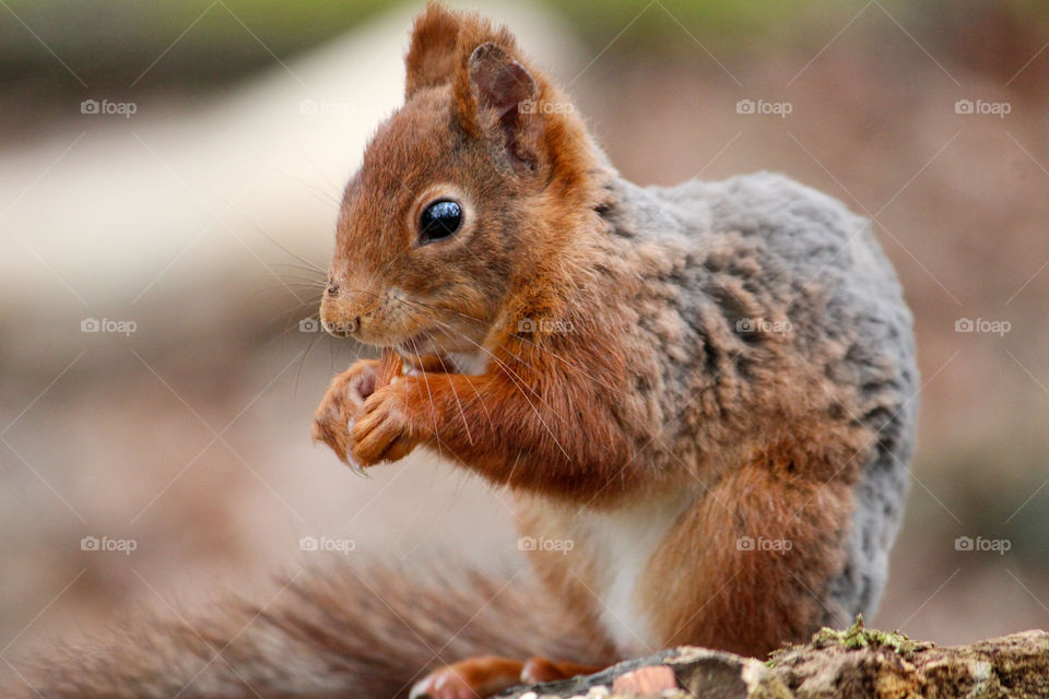 Squirrel close up!