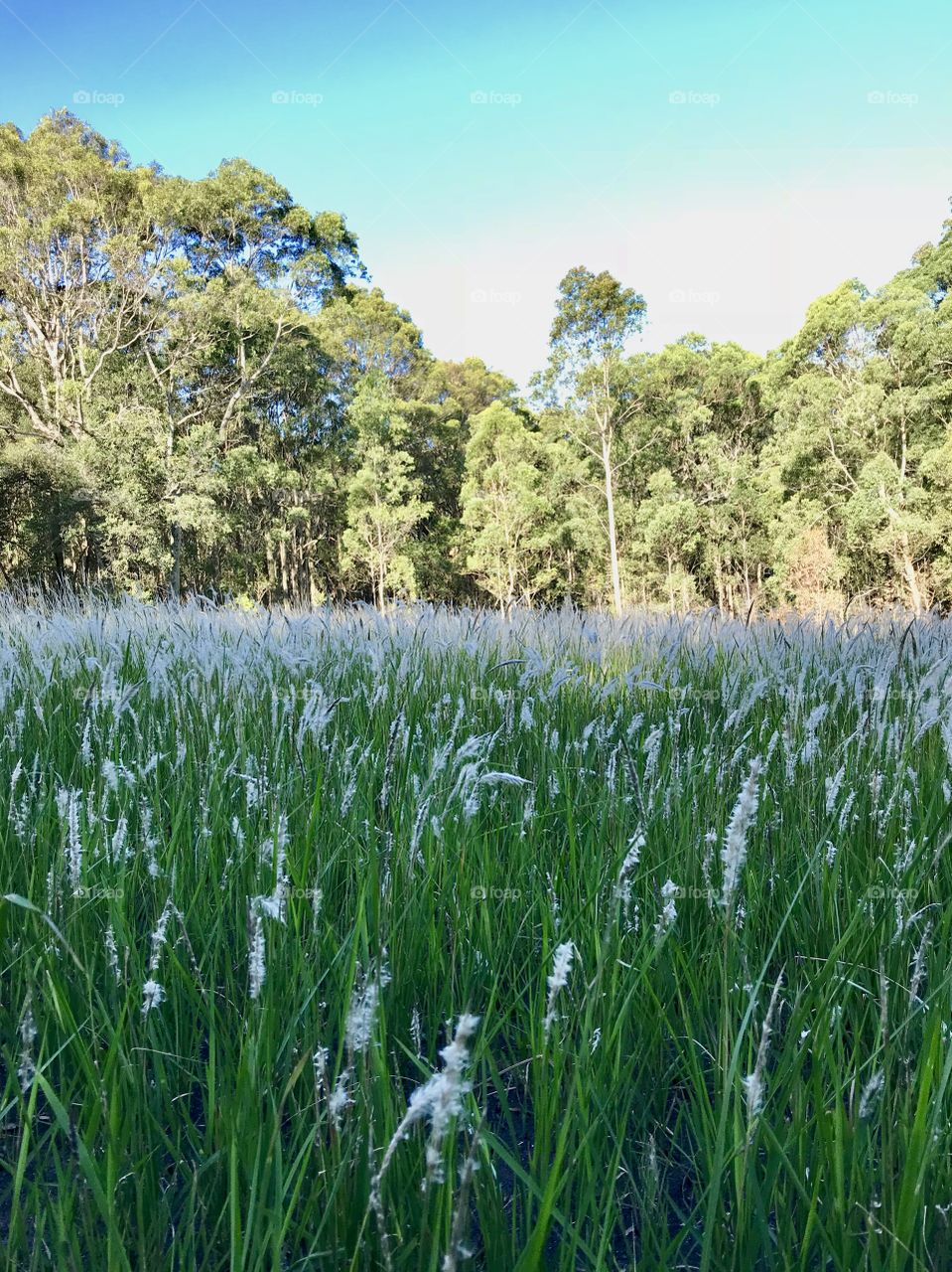 Flowering grass with eucalyptus trees in the background, Jesmond, Newcastle NSW, Australia 
