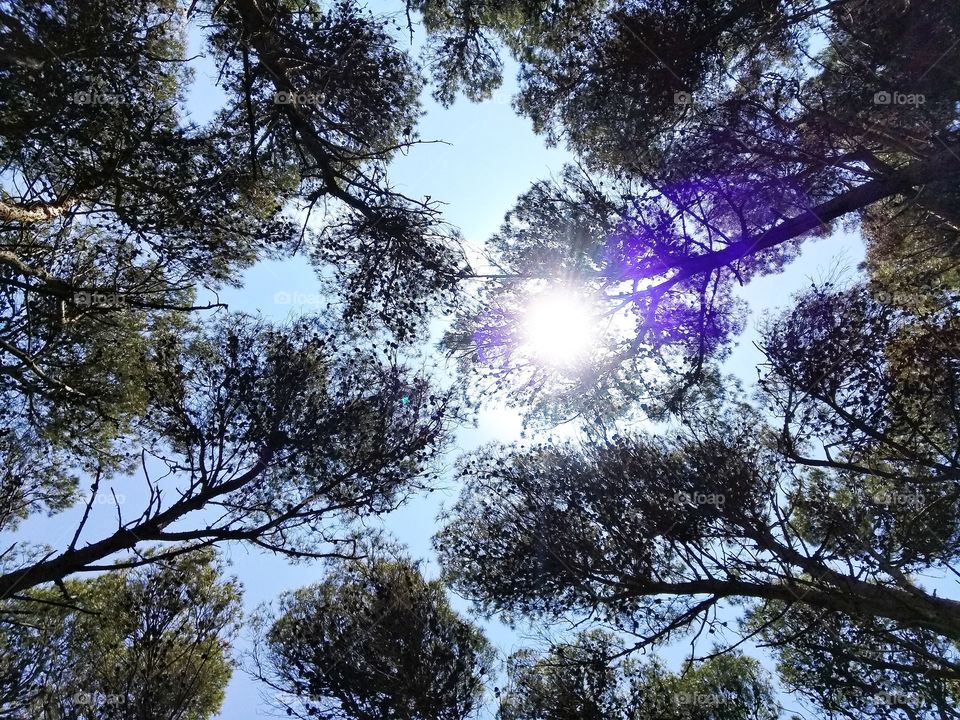 Low angle view of pine trees