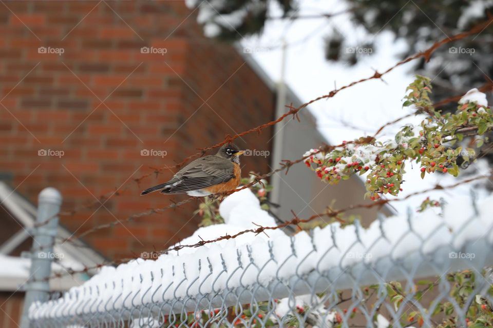 Bird on a wire