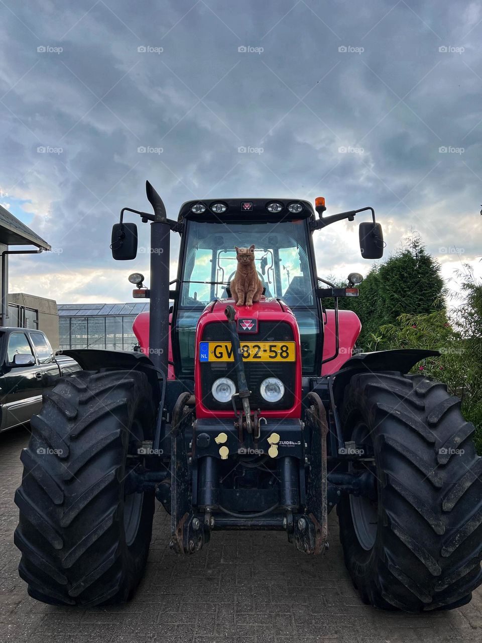 Cat on tractor