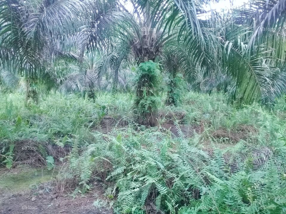Oil palm plantations with nephrolepis biserrata as the grand cover