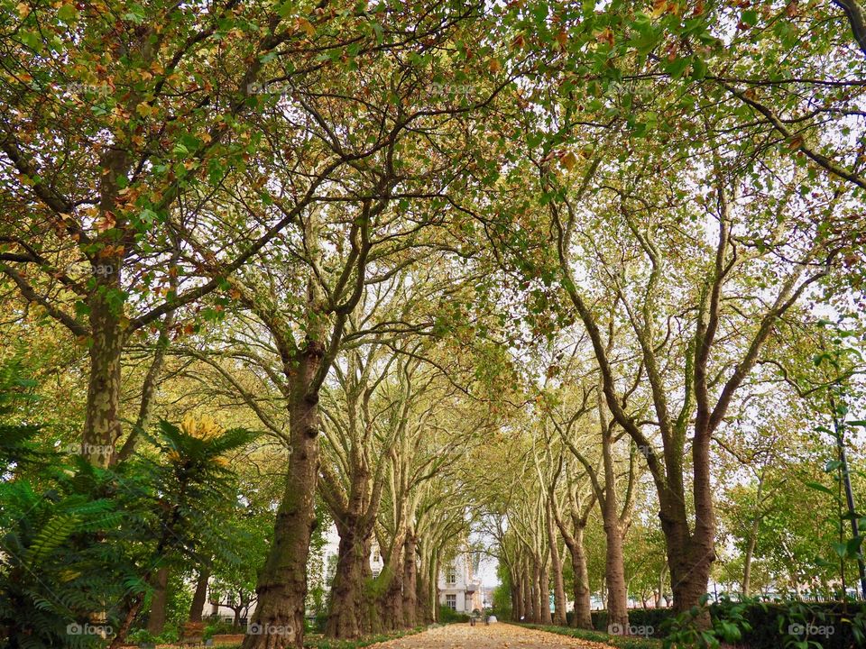 Beautiful lane of majestic trees on a fall day in London.