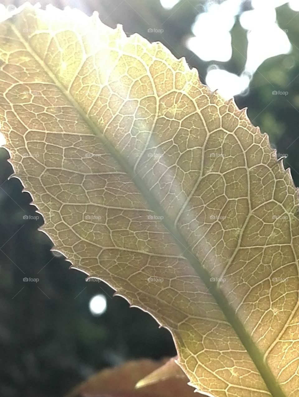 Leaf veins backlit