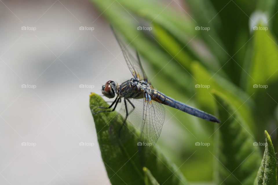 blue dasher dragonfly