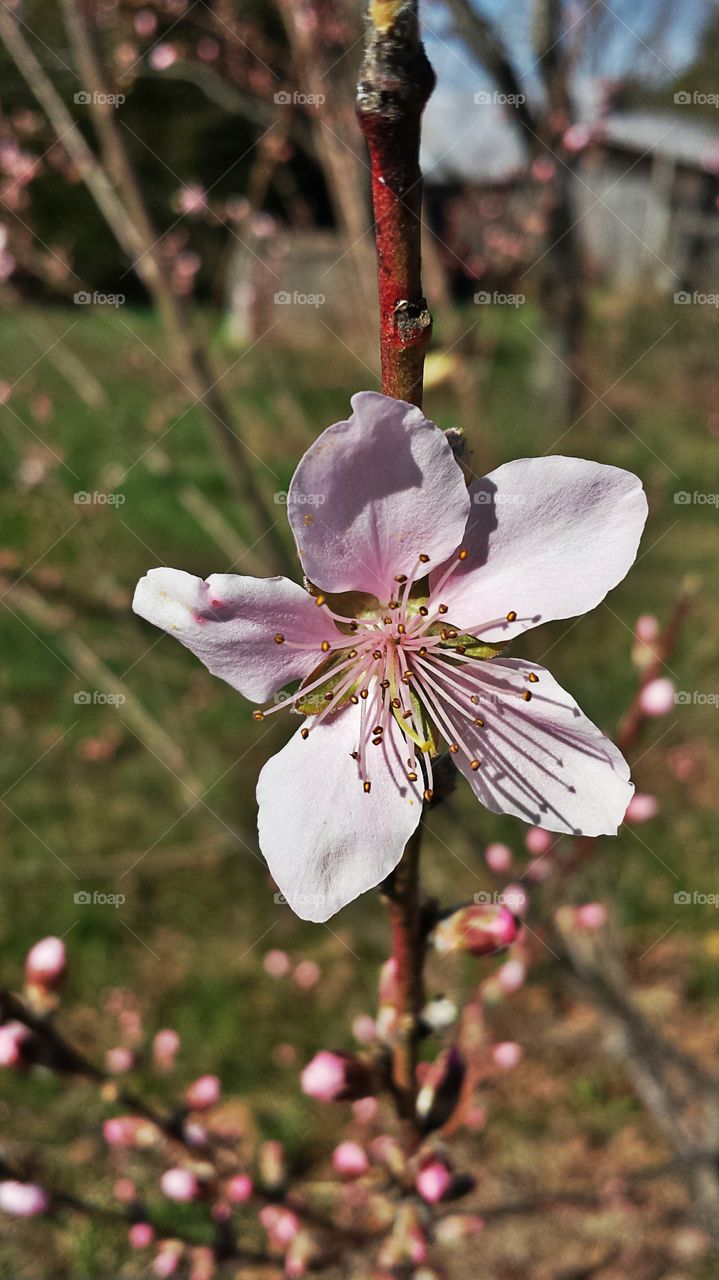 Peach Blossom