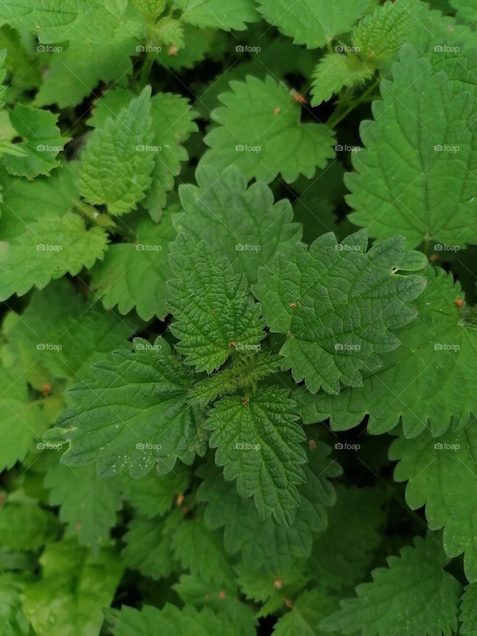 Nettle is an unfortunately common plant in Finland