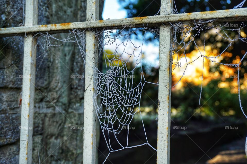 Frosty Cobweb