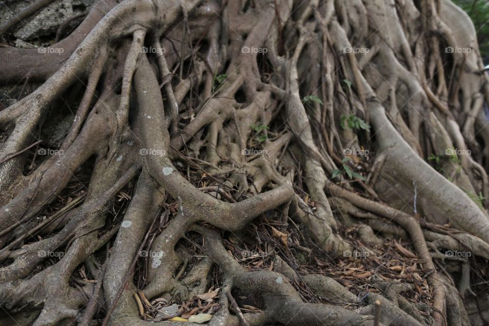 Tree roots