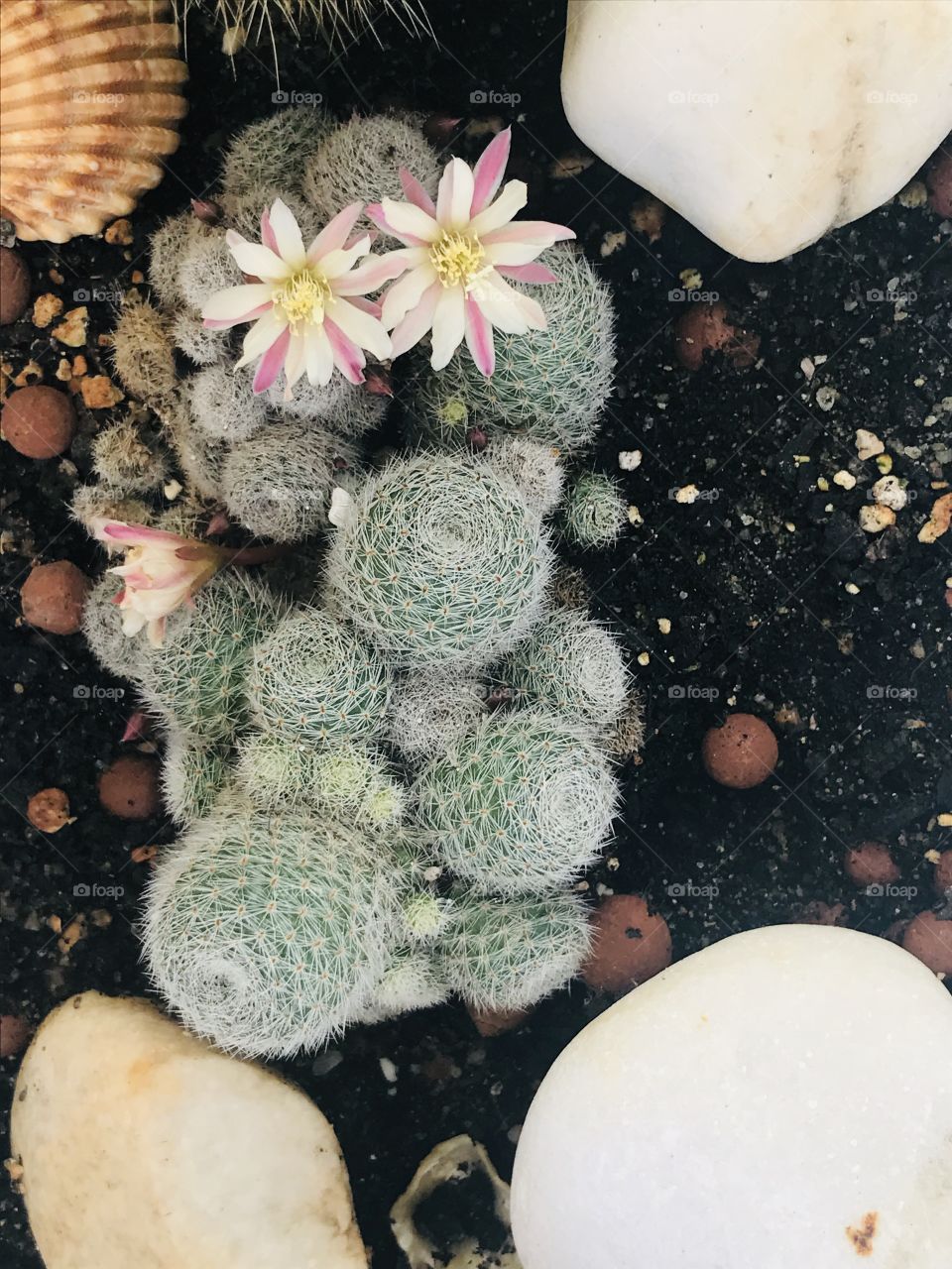 Catus in flower 😀