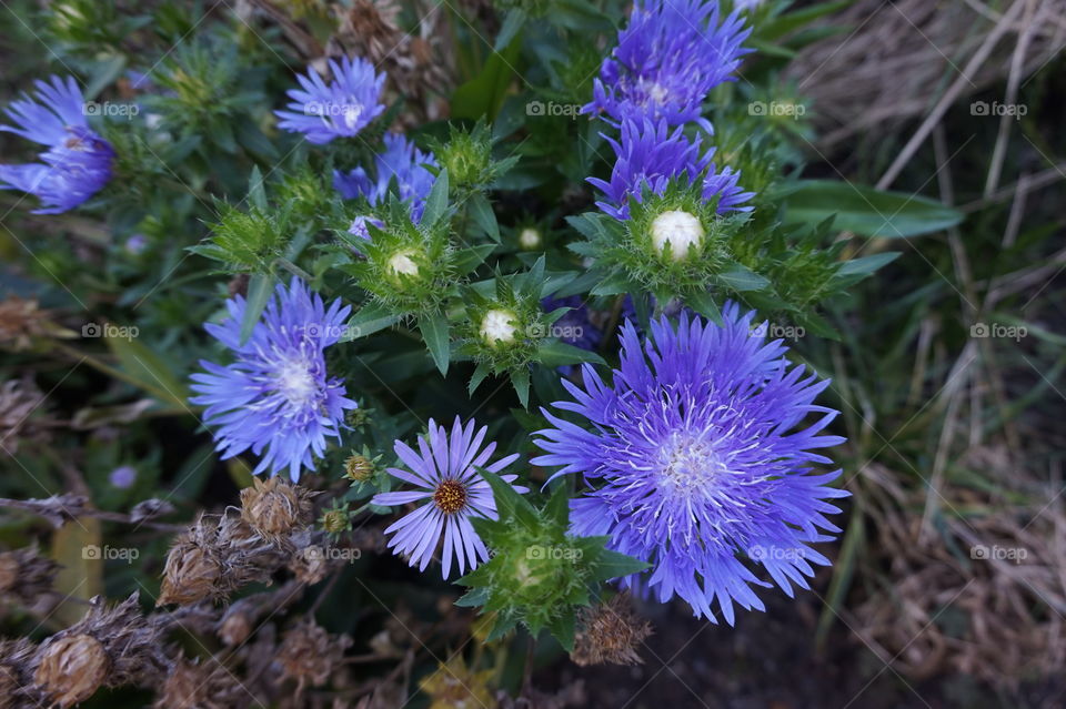 Purple flowers . NY Botanical Gardens