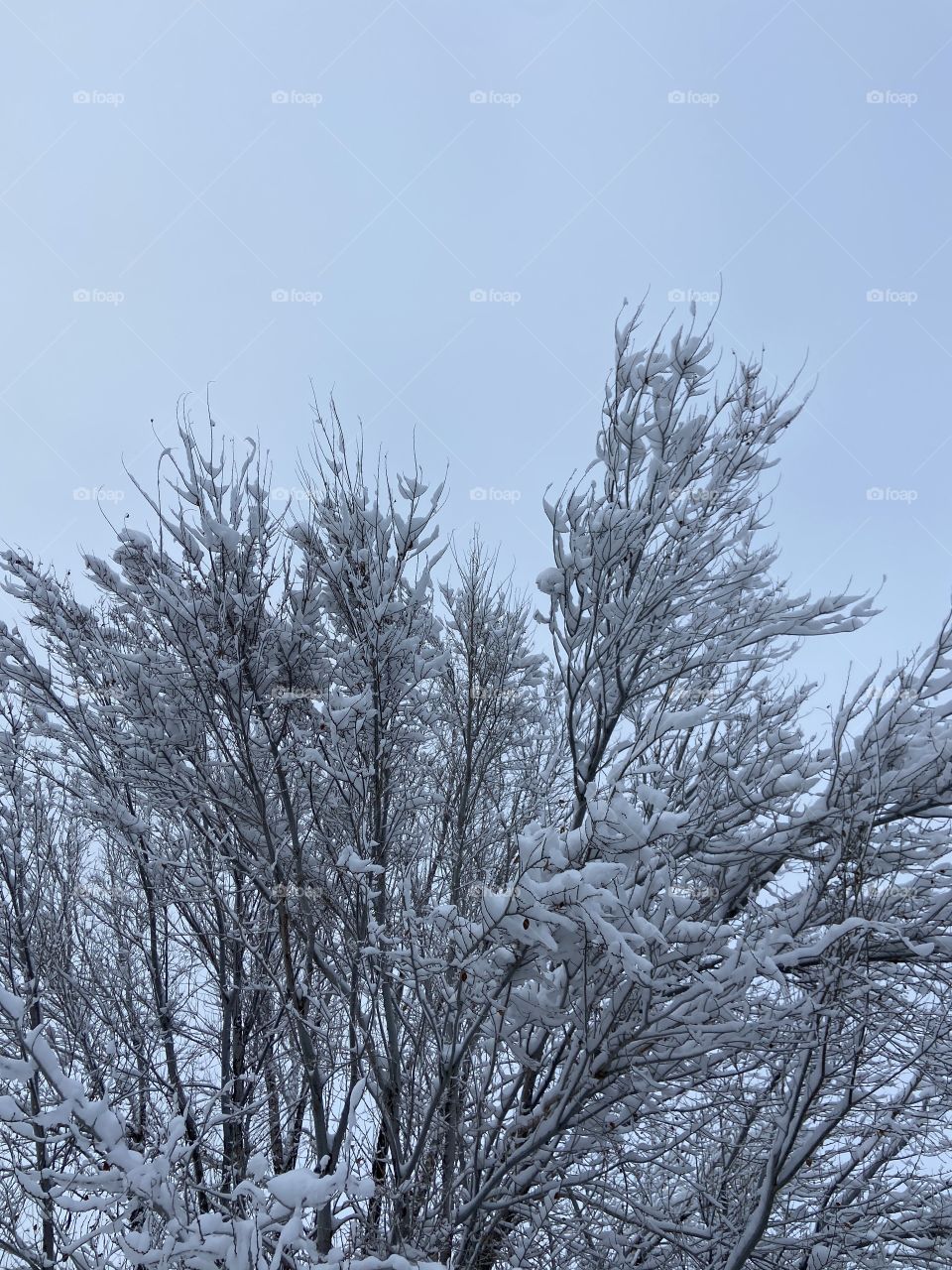 Snowy trees
